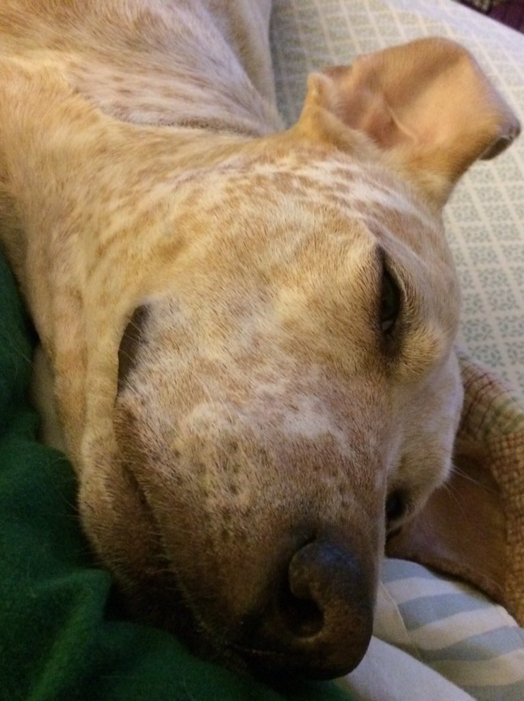 LordSpotter's tweet photo. I'm in your spot on the bed, @rescdsk. A place of great luxury. https://t.co/moislmlLcQ