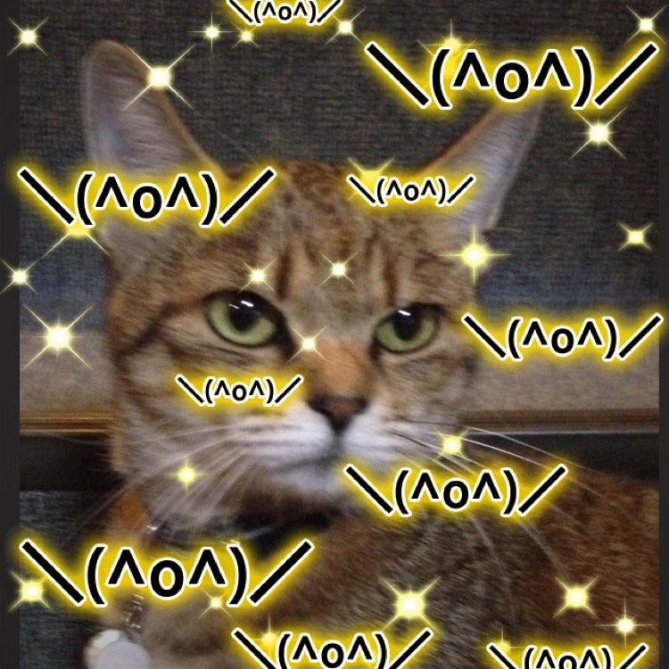 1438Hero's tweet photo. もう少し野球が見たいなーっ‼️今年も終わりましたか‥しばらく寂しいな‥兄貴中心にトラ魂を来年は大期待‼️‥とりあえず、ソフトバンク日本一おめでとう‼️^_^  #hanshin #tigers #阪神 #阪神タイガース #猫 https://t.co/7A9BCUhtdx
