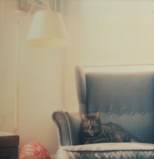 ImpossibleKitty's tweet photo. #NationalCatDay in an instant: https://t.co/OIfKSmDAA9 by @kimsmithmiller https://t.co/7XPeEe9YjN