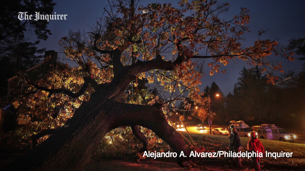 PhillyLens's tweet photo. A tree fell in the storm last night at Hermit Street and Henry Avenue in Roxborough last night. https://t.co/RrlHPFitt0