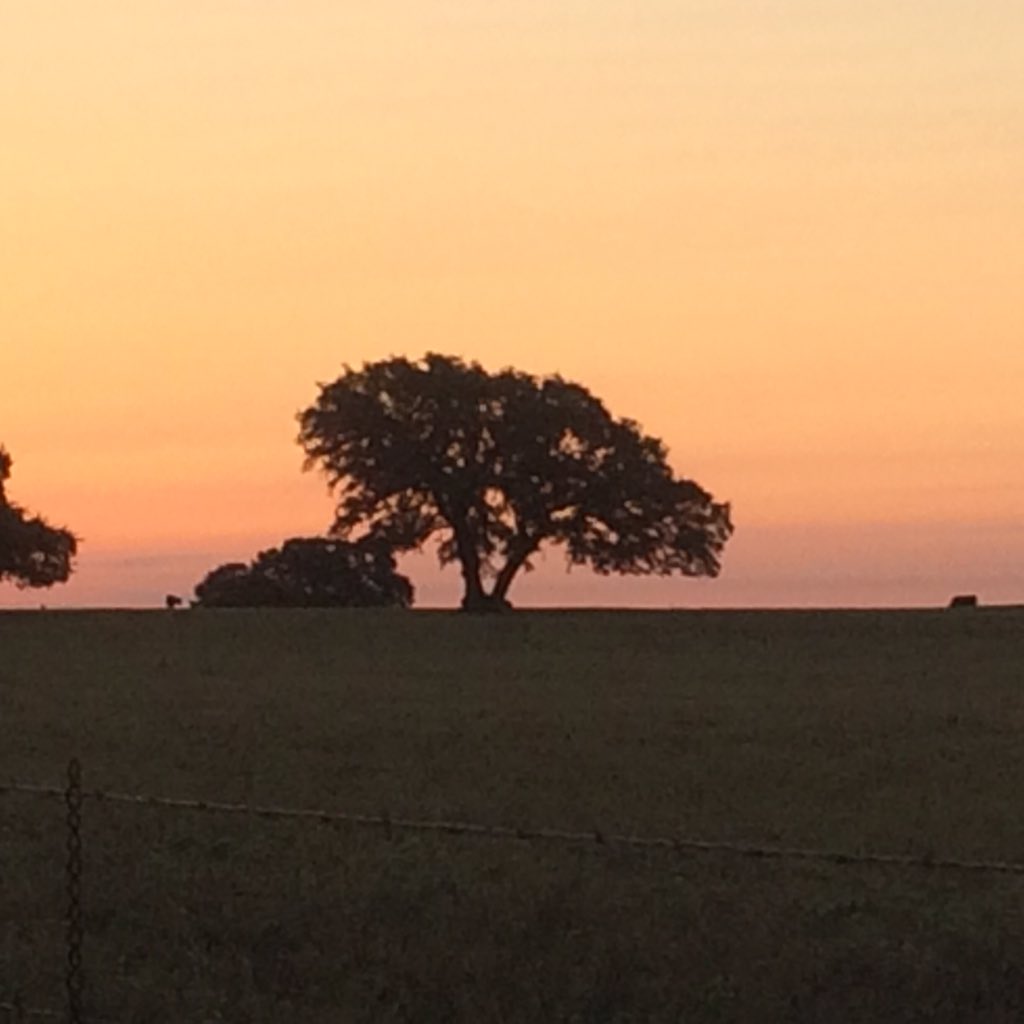SandyOaksTx's tweet photo. Beautiful Sunrise #sandyoaksoliveorchard https://t.co/D2fSDF0EWm