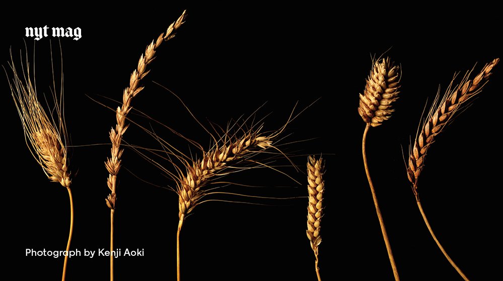 NYTmag's tweet photo. Bread Is broken. One scientist believes he can undo the damage. https://t.co/IilHQfoHMC https://t.co/ogzq9mn4QL