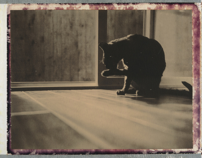 ImpossibleKitty's tweet photo. #NationalCatDay in an instant https://t.co/u5JG609X1H by @myhungryeye https://t.co/l8yR0oKLoT