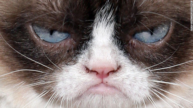 CNN's tweet photo. Cat videos. All day, right meow. 5 ways to celebrate #NationalCatDay https://t.co/EBzixyehe7 https://t.co/tGJKRik6kk