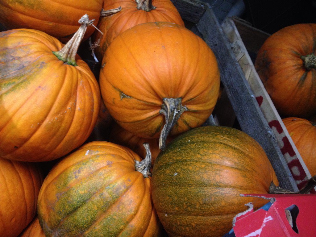 DuggansFV's tweet photo. #£1 #pumpkins https://t.co/t6RpLYVtpj