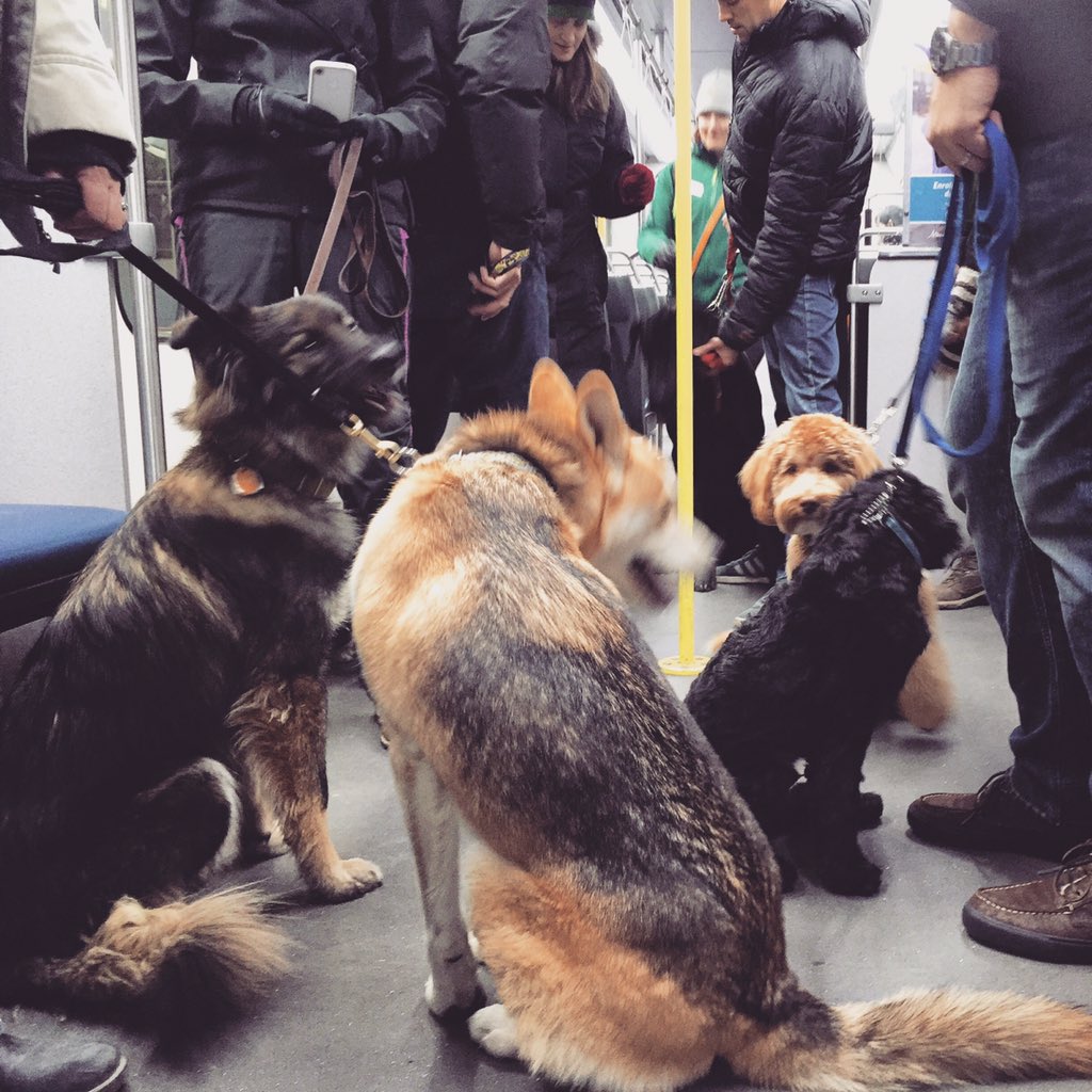 jon_lin's tweet photo. Dad, you bought our train fare, right? #cccore https://t.co/NeqxVfJTSt