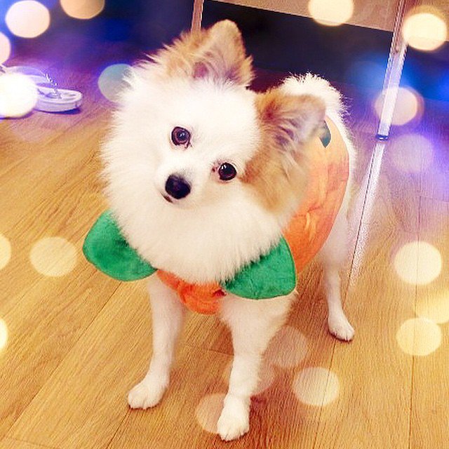 IdogYou's tweet photo. Propuestas de #disfraces para vuestros #perros en #Halloween. Terroríficamente adorables: https://t.co/vquTPGnRac https://t.co/HenA0S2H1u