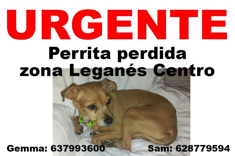 Nines35gm's tweet photo. NECESITAMOS COLABORACION!URGENTE PERDIDA!!
15:30/16:00 quedada para buscarla en  
Calle Polvoranca 3 leganes 28911 https://t.co/EbflJx1UCQ