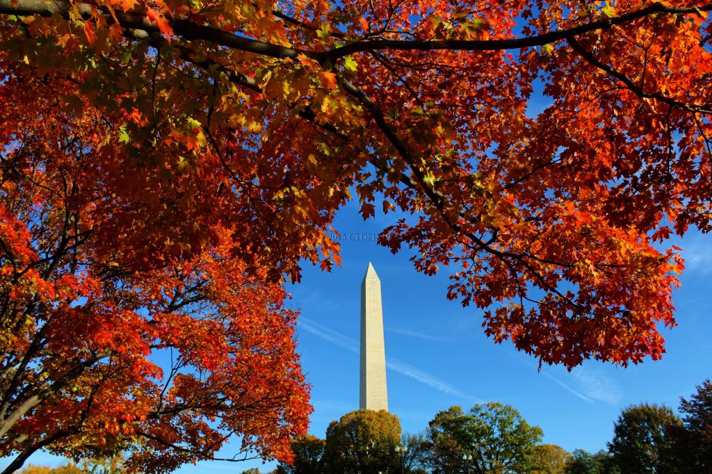 CTDPIX's tweet photo. Another gorgeous Autumn day in Washington, DC @capitalweather @spann @JimCantore https://t.co/i69ibskrlo