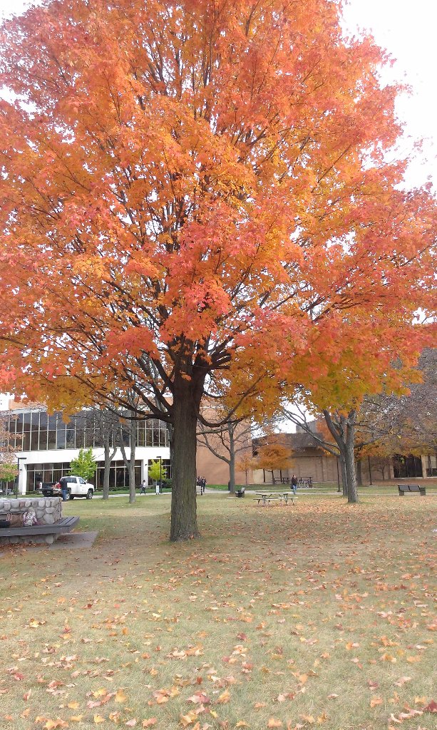 hannahbjoelle's tweet photo. #tbt to the tree last week to this week #HelloColdWeather https://t.co/bgZ1vpApig