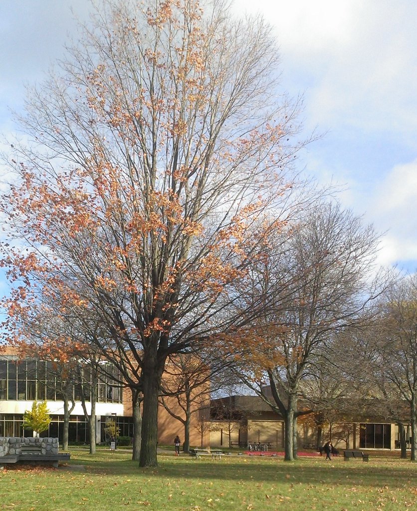 hannahbjoelle's tweet photo. #tbt to the tree last week to this week #HelloColdWeather https://t.co/bgZ1vpApig