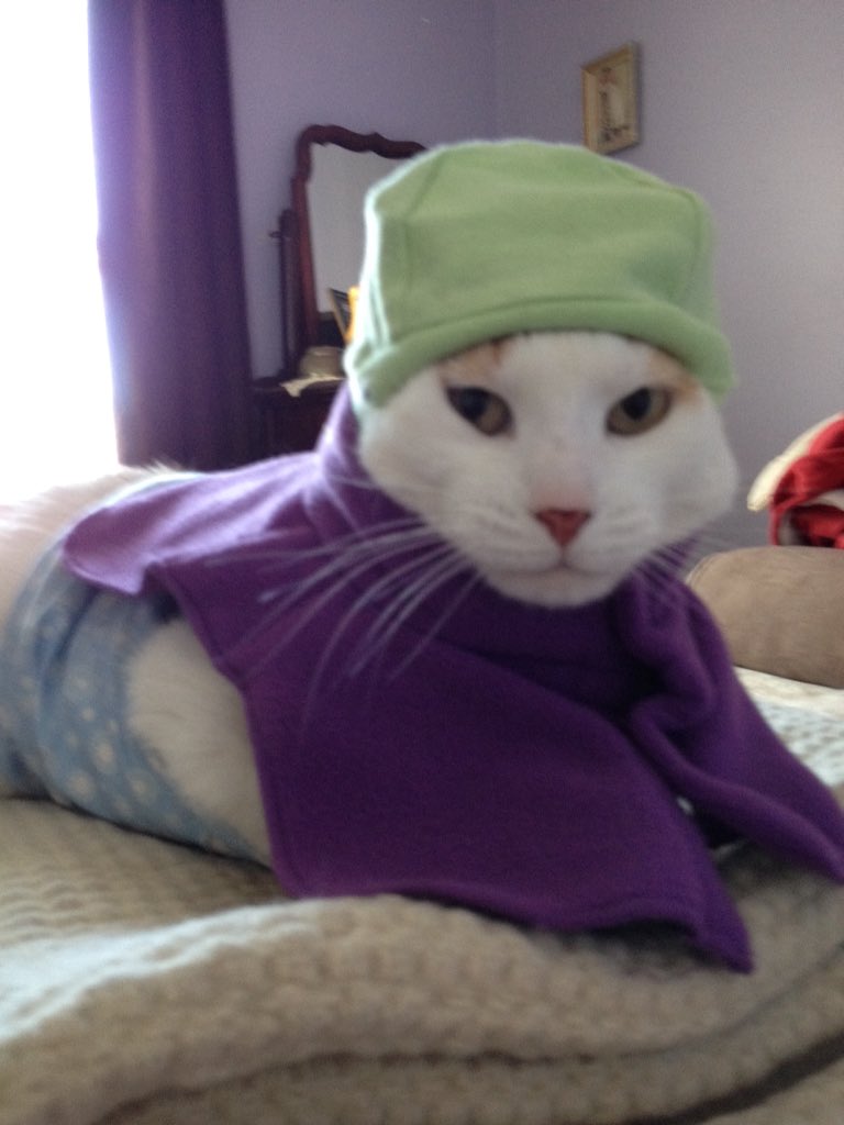 eewatt's tweet photo. @petedalliday @1005FreshRadio #FreshCats #NationalCatDay My name is Lucy the cat as well. Happy Cat Day https://t.co/DjzhOoi5EU
