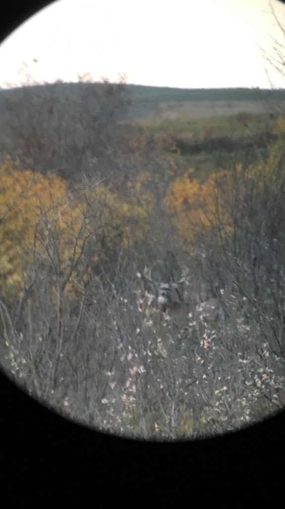 JasonVarty's tweet image. Wide Alberta whitetail #huntingseasonisnear!!!
