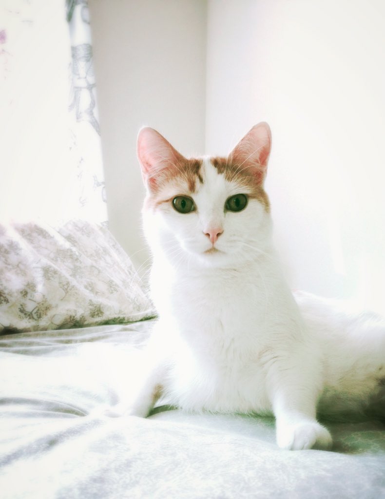 It's #NationalCatDay!!! Best day ever! #KREMpets