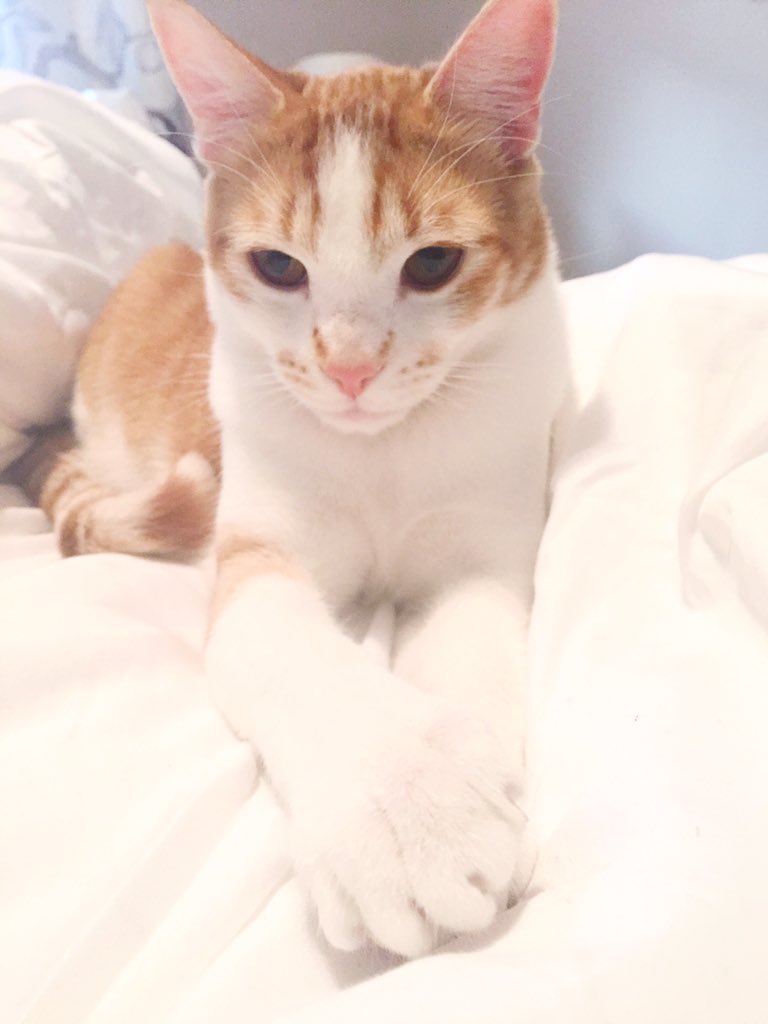 And finally... The baby.. Marvel! #NationalCatDay #KREMpets