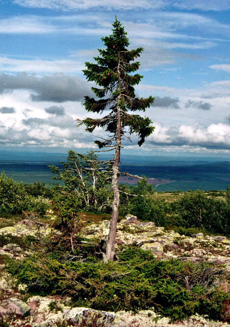 madscience_lon's tweet photo. In Sweden, is the oldest known living tree in the world. Its root system is around 9550 yrs! #thatsold https://t.co/6xSF9L5xo1