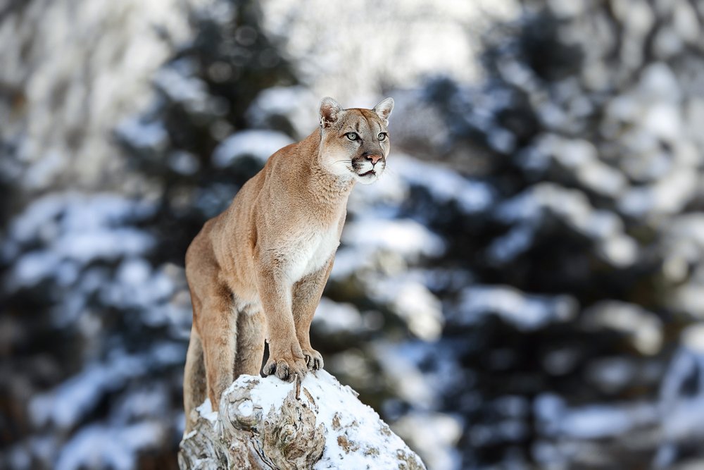 SoundGearHear's tweet photo. #NationalCatDay Because it's the only cat worth talking about in the U.S. #ultimatehunter #cougar #mountainlion https://t.co/yAjSu7TLGT