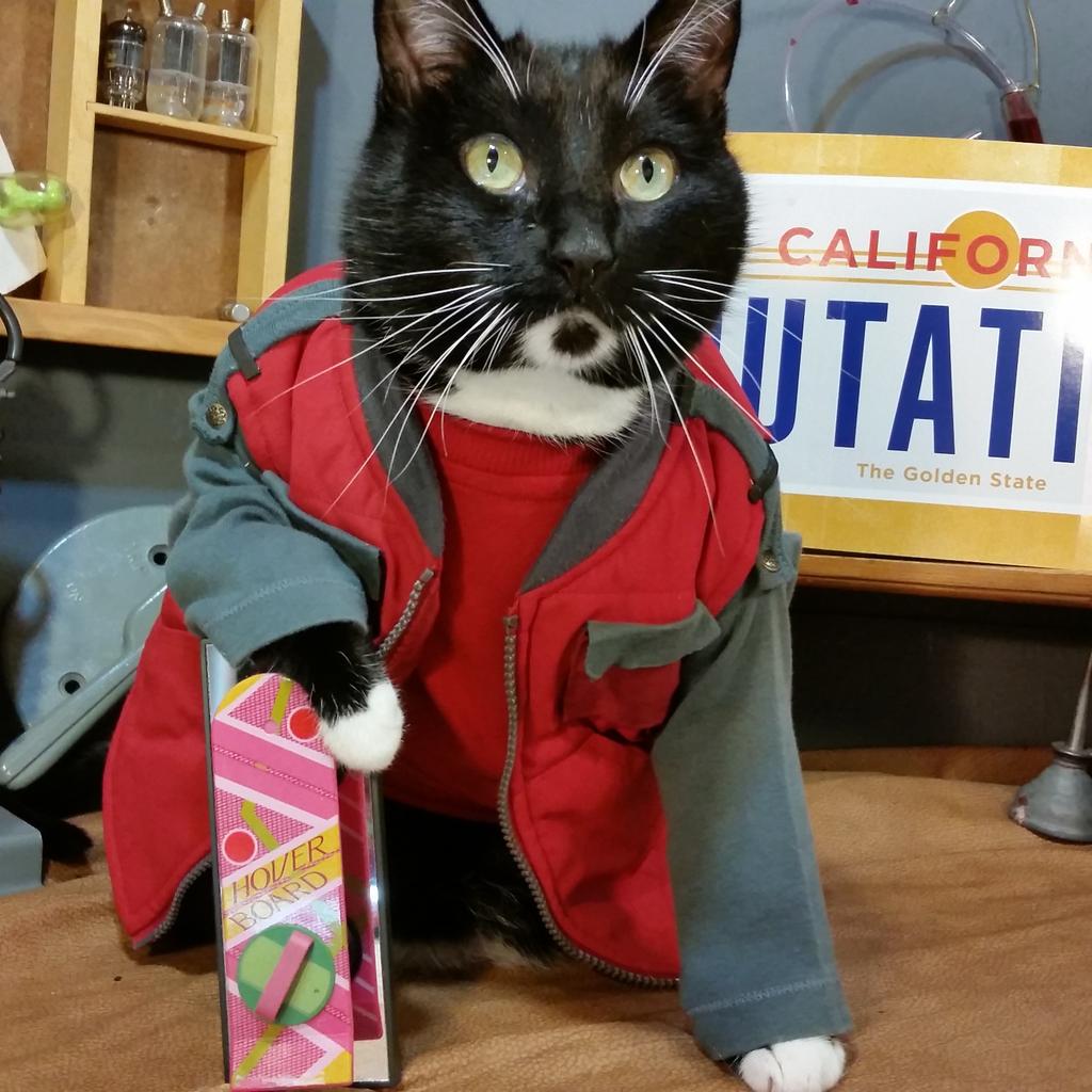Cat_Cosplay's tweet photo. "You mean in the Future they have national days to celebrate Cats? Rockin!"

#NationalCatDay #BackToTheFuture 
#BTTF https://t.co/AmeaQXzpMJ