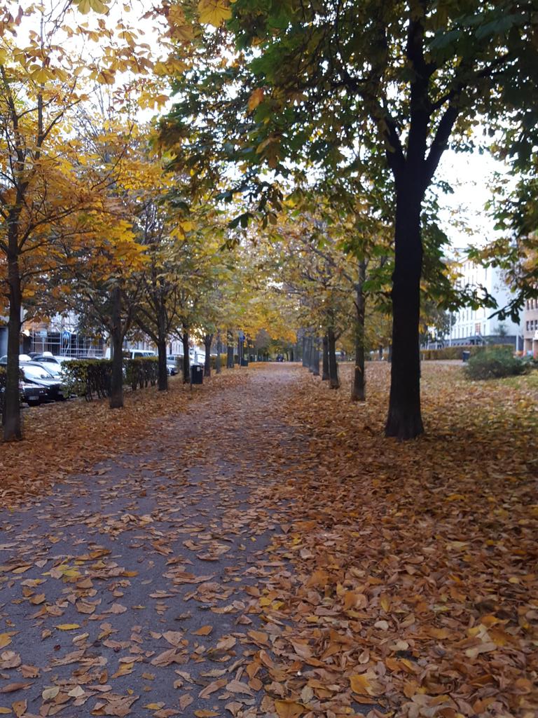 TheGuyWithDogs's tweet photo. Fallen leaves. #green #yeallow #endofanera #autumn #chilly #chillyweather #weather #needmoreclothes #timberland https://t.co/HHKvAjUu3T