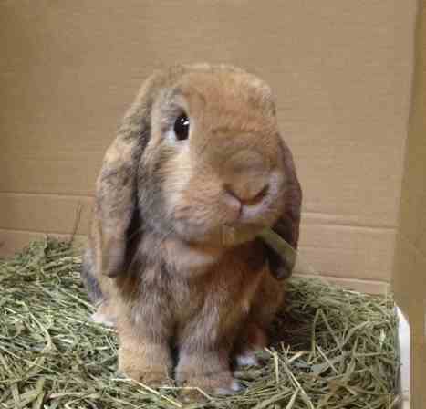 LSRemovalMan's tweet photo. We had a precious item of cargo travelling with us VIP style this week! #houserabbit #removals #manwithavan #wantone https://t.co/s9ymCMh6qi