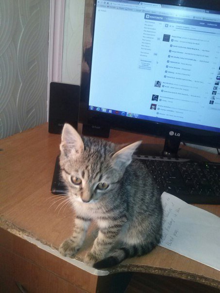 #ПитомцыТвиттерских