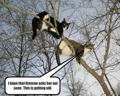 kaj7909's tweet photo. Your cats do a lot for you.  Do something nice for them on #NationalCatDay #petsmart #austinpetm @DonnaDslack https://t.co/Ov4ZfQCe5I