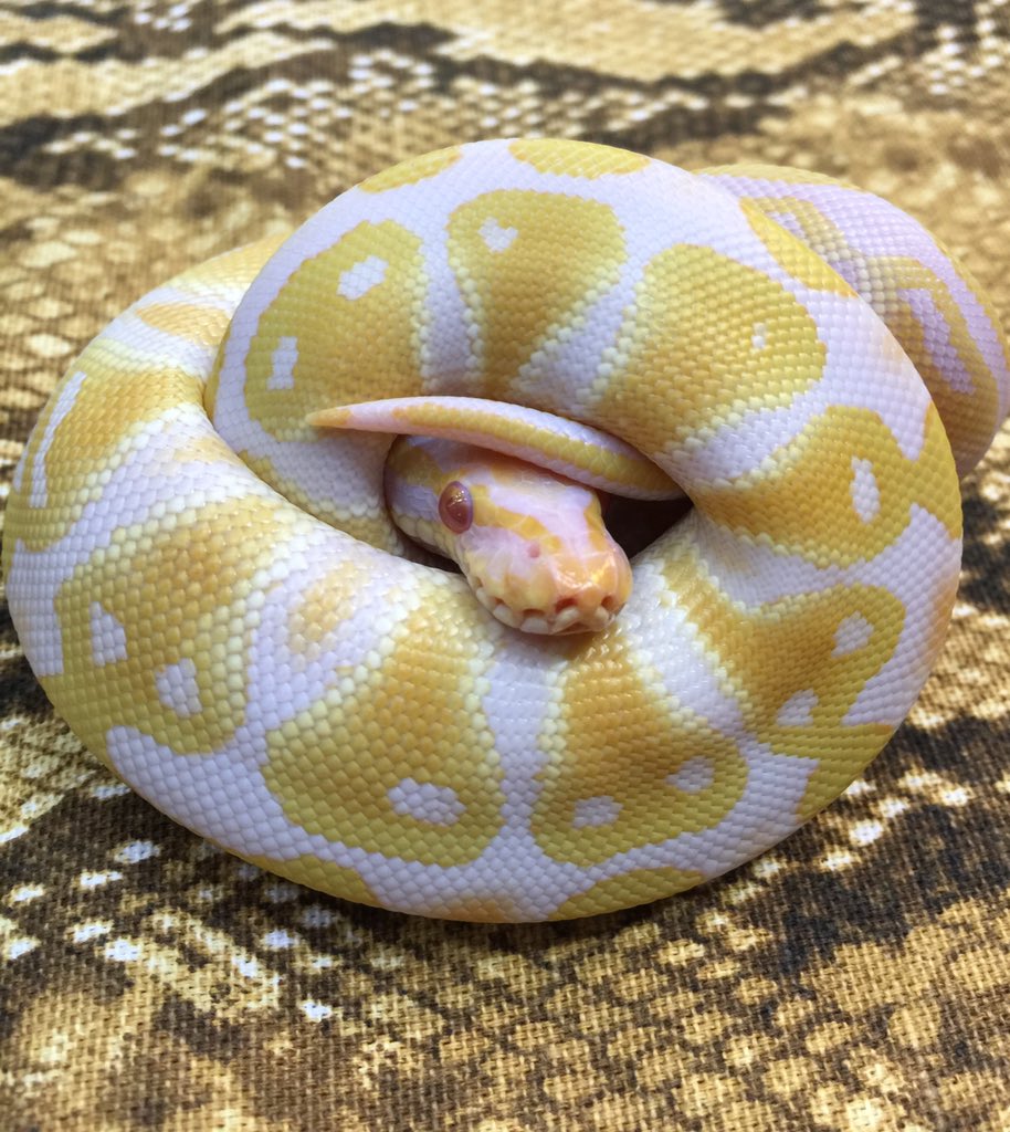 JeffAnimalGuy's tweet image. Even if you do not like snakes you have to agree this is Living Art.......#albinoballpython #Python #ART #LOVEIT