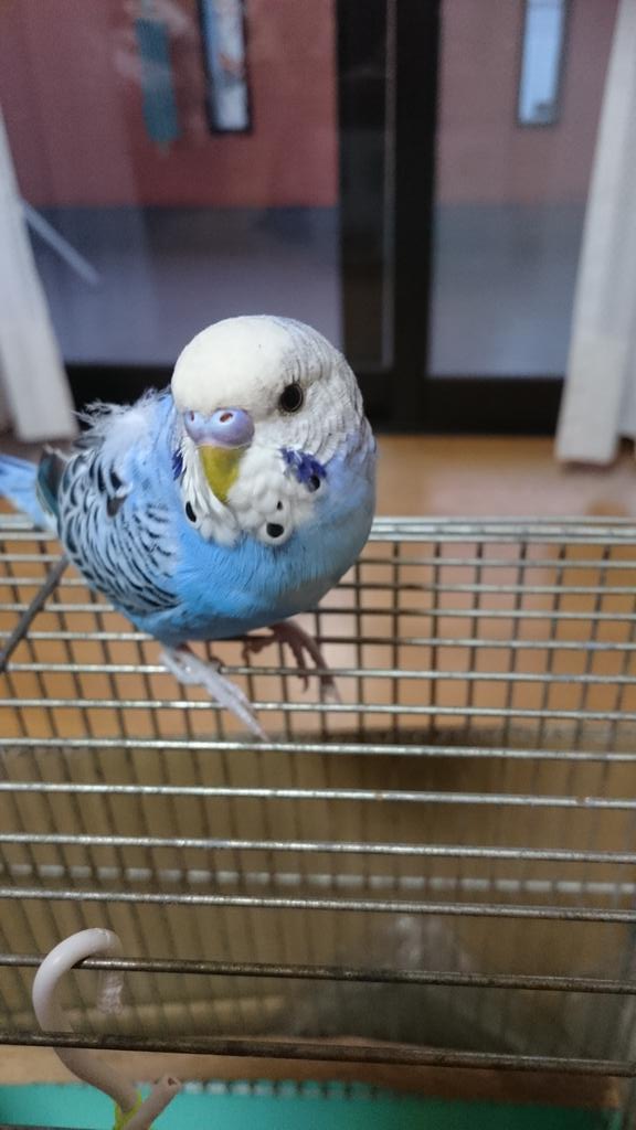 juri_ranran's tweet photo. 迷子のインコを保護して一ヶ月。ペットショップにポスターをお願いしていますが、まだ連絡がありません。
今日まで警察に届けるの知らなくて(>_<)早速明日にでも行ってきます。
#高知　#セキセイインコ　#インコ　#保護　#迷子 https://t.co/sZrwgaGsaN