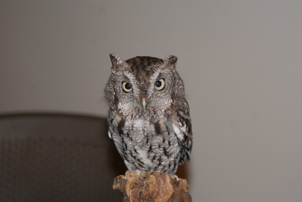 FairchildGarden's tweet photo. Check out #FriendlyCreatures of the Night TONIGHT at #Fairchild!https://t.co/U9mnMRfh8o https://t.co/iUmMRwdrNH