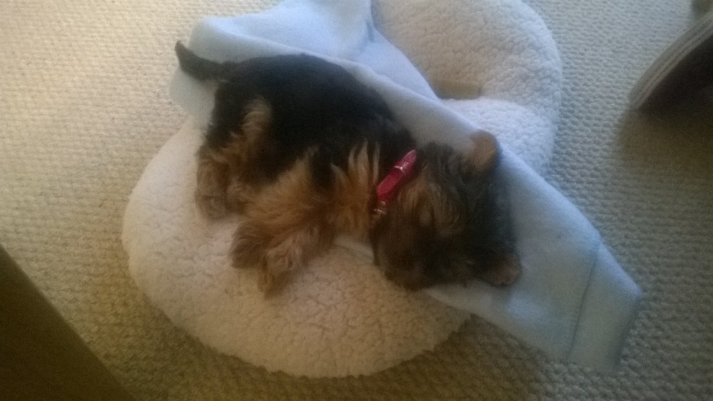 RockyMiniYorkie's tweet image. I've chewed @MartinBox87 's feet and now I'm zonked!!!