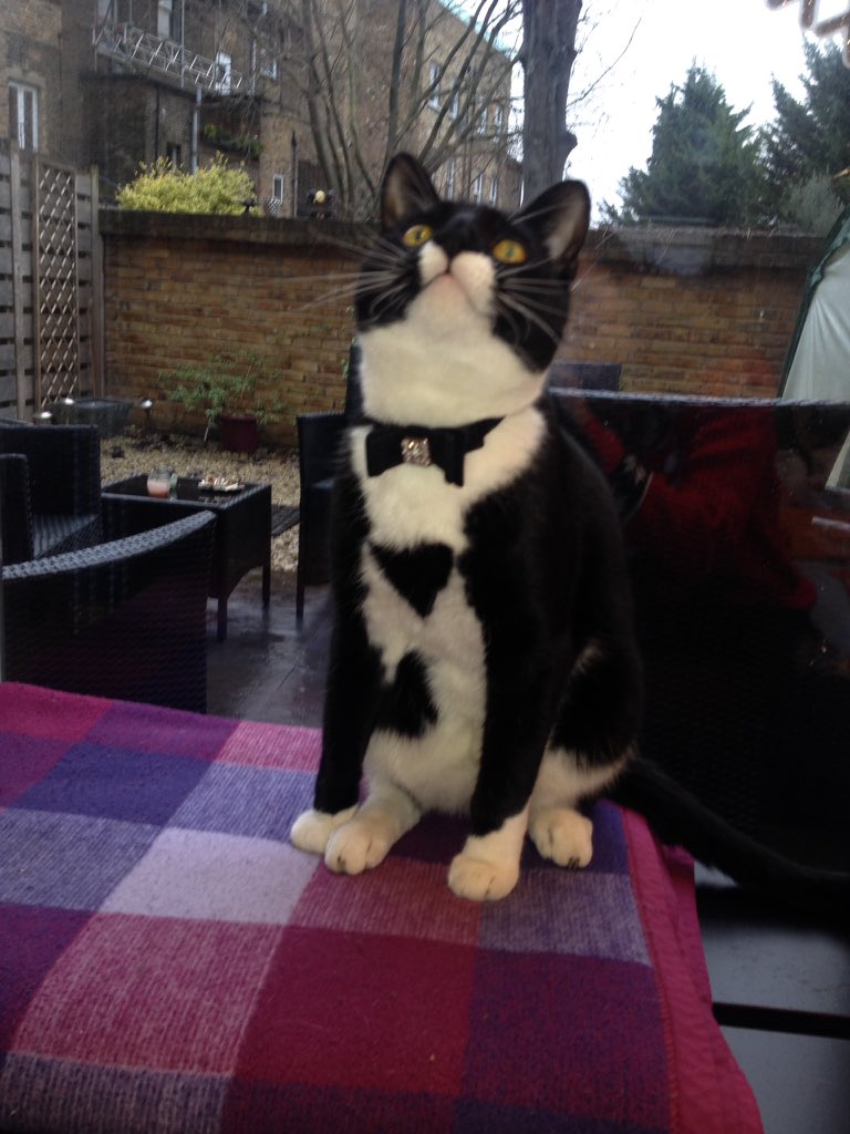 LBaker111's tweet photo. fix up, look sharp #NationalCatDay #jaspercat #tuxedo @Rachel_Clayts https://t.co/d3KzyTQlVs