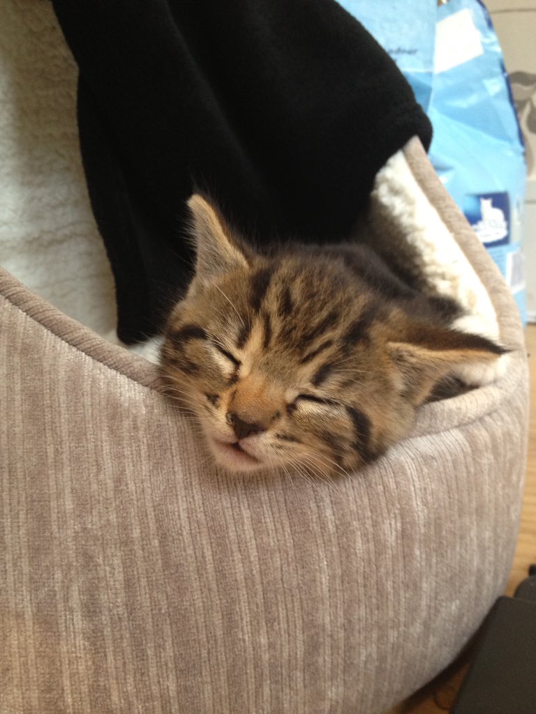 LBaker111's tweet photo. Baby Noah #NationalCatDay @Rachel_Clayts https://t.co/CBVTzM2iSw