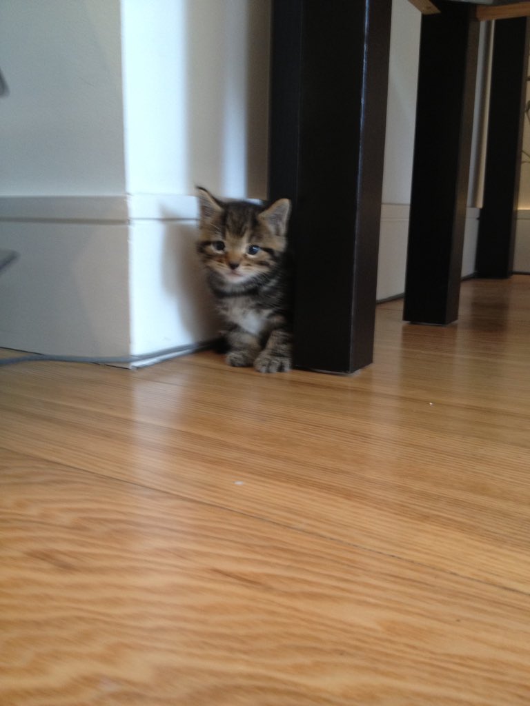 LBaker111's tweet photo. Baby Noah #NationalCatDay @Rachel_Clayts https://t.co/CBVTzM2iSw