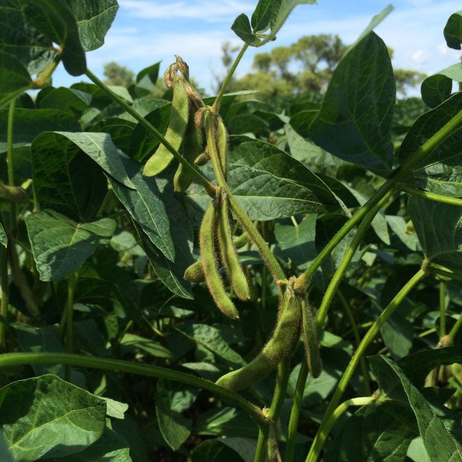 Soybean yields in MB: 5 yr average 33 bu/ac. Record - 38.5 bu/ac in 2013. How will 2015 compare? May be very close..