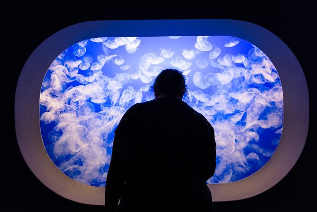 RSC2LC's tweet photo. Last week's #BAATUG was amazing! Thanks @MontereyAq for hosting. For highlights: https://t.co/cbPsHBGFCf #IWMS #SLAs https://t.co/YOTNpCgadX
