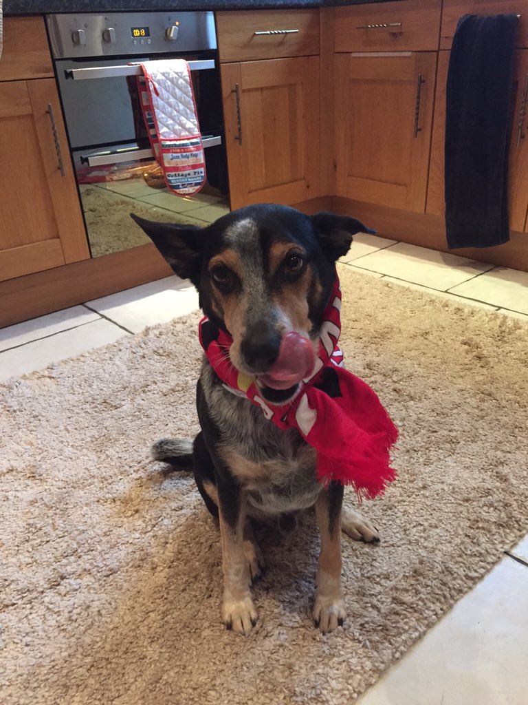 The dog likes his klopp scarf #TheNormalOne