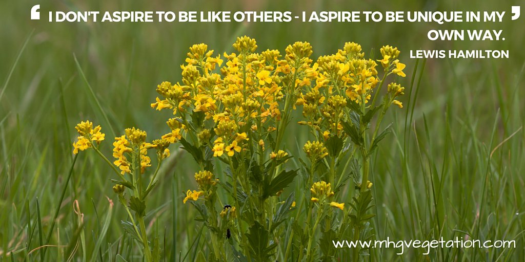 BlooeyFishcom's tweet image. MHG will control your Noxious weeds on site…. mhgvegetation.com #quotes #weeds #vegetationcontrol #alberta