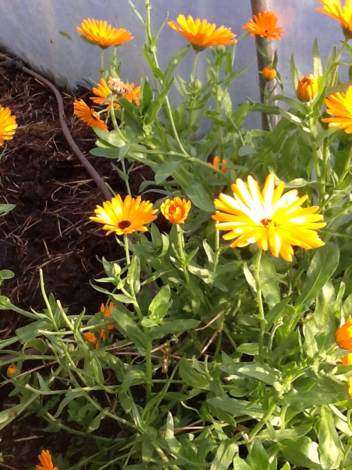 Grainneoga's tweet photo. Calendula https://t.co/bfg7AhMAGe