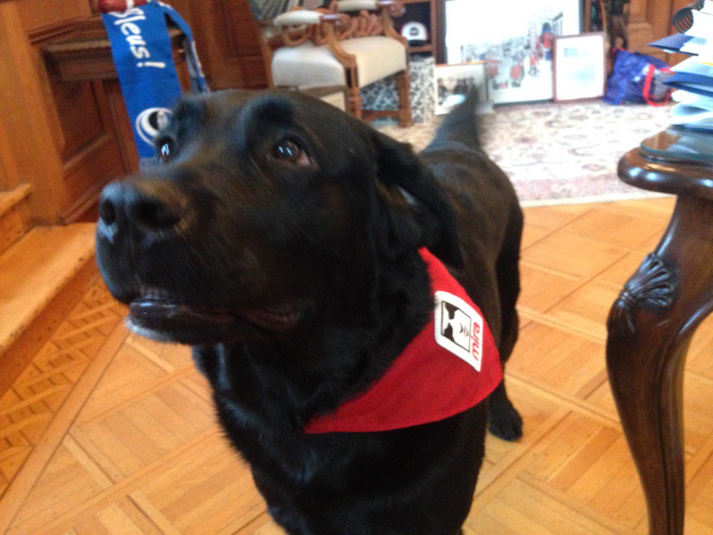 DenisCoderre's tweet photo. Vous présente mon chien-guide pour la journée:Roger. Merci à Nicolas St-Pierre et son père (fondateur #MIRA) Eric https://t.co/XbBWR053PA