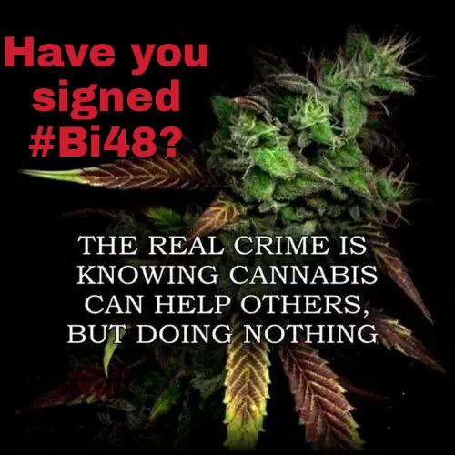 Cannabis4MS's tweet photo. Dime Entertainment Magazine
available in Mississippi
Wrote about #Bi48
Regulate #marijuana
#Cannabis
#LegalizeIt https://t.co/AId0KpNXj3