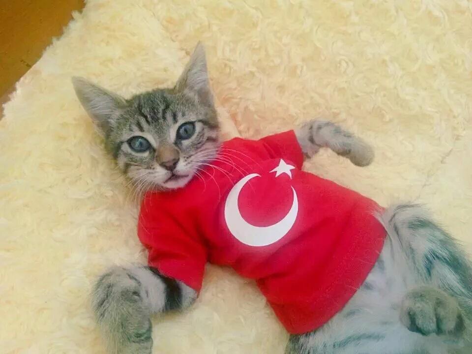 derya_asker's tweet photo. @TheBucuruk @brkecan9 @TCZeynepCapulcu @atmaca_huseyn @Raz_iye @ATA_fusun @ksk_izmirli @dmr_36 Sevgileeeerrr😸 https://t.co/ysLDyCQF8J