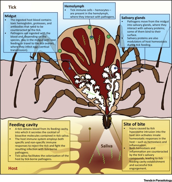 cancer immunology innovative approaches