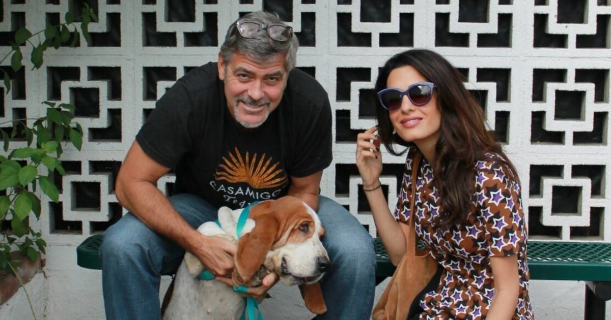 HuffPost's tweet photo. That's a Hollywood ending: George Clooney adopted a 4-year-old shelter dog named Millie https://t.co/VZCgcuxFt1 https://t.co/8ZghHMBWuA