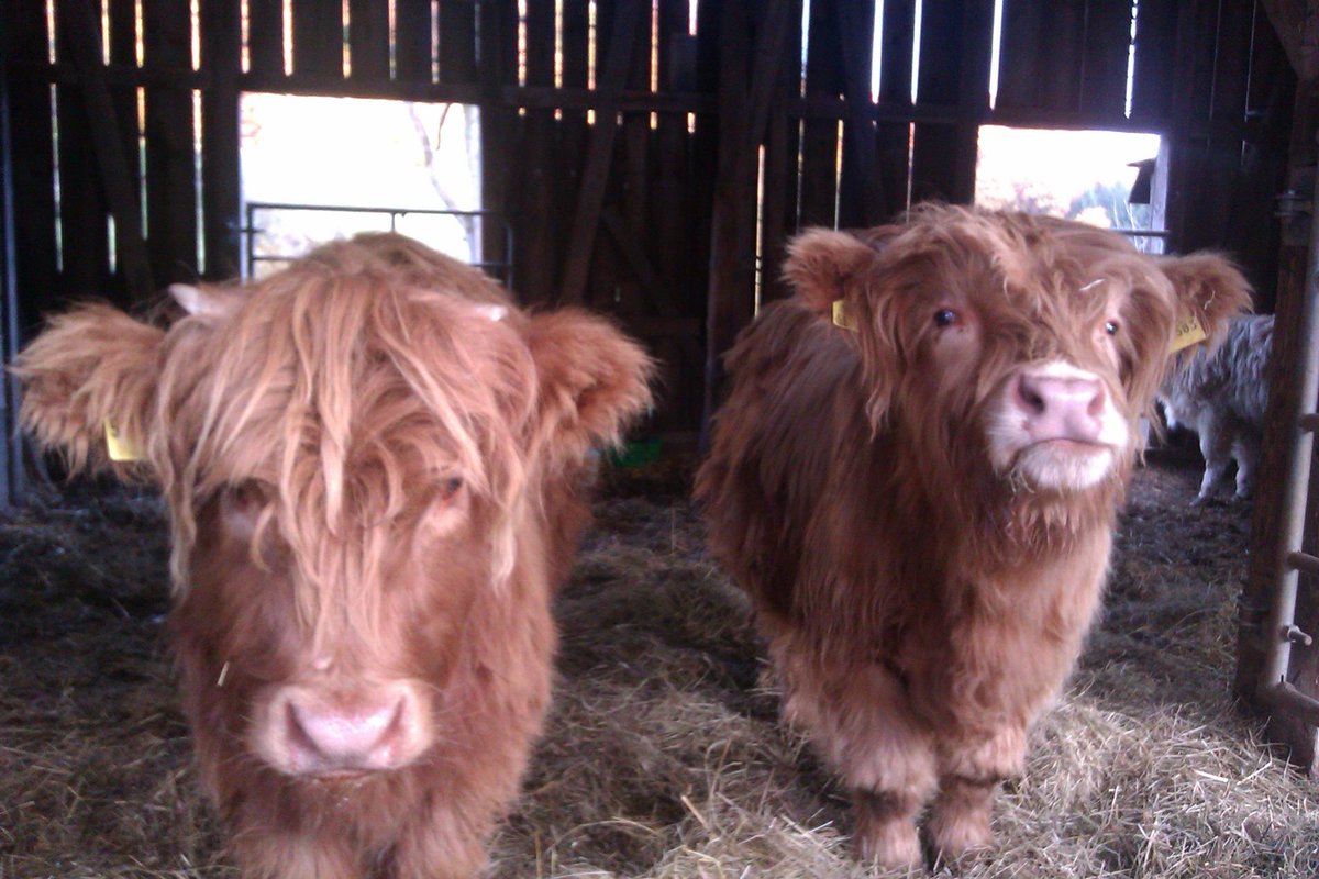 Hanging oot we a couple o heelind coos before our wee gig tonight in Hülsenbusch.