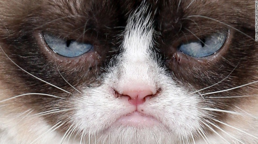 CNNEE's tweet photo. ¡Feliz Día Nacional del Gato! #NationalCatDay ¿Cómo lo celebrarás? https://t.co/Bn914QvLh2 https://t.co/mPMoI62yDs