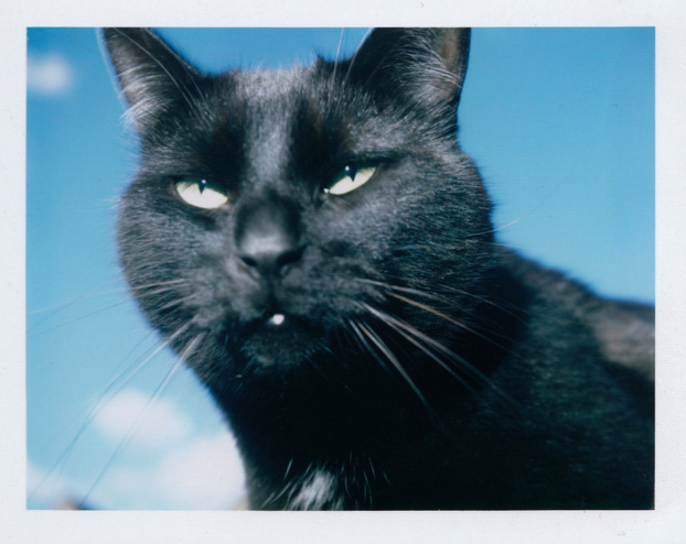 ImpossibleKitty's tweet photo. #NationalCatDay in an instant: https://t.co/3M3YrryYg4 by Paul Lindeboom https://t.co/y9moRaeODF