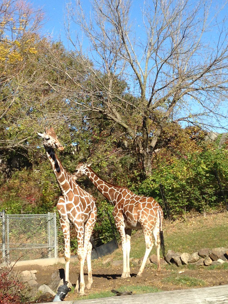 SamMaluck's tweet photo. Having a fun time at the zoo! 🙈🐘🦁🐯#fieldtrip @AvonZoology https://t.co/BCx1IxjOWp