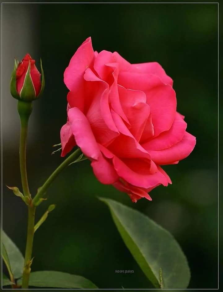 rnaser991's tweet photo. @doaa_dody102 @shosho303081 @AFAF123457 @939Max @reemo14099 https://t.co/Ai0t37gz7V