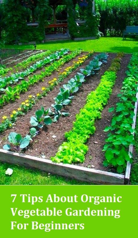 Alternative Gardning: 7 Tips About ... - #gardens #gardening #garden #landscaping #diy gardensensations.net/alternative-ga…