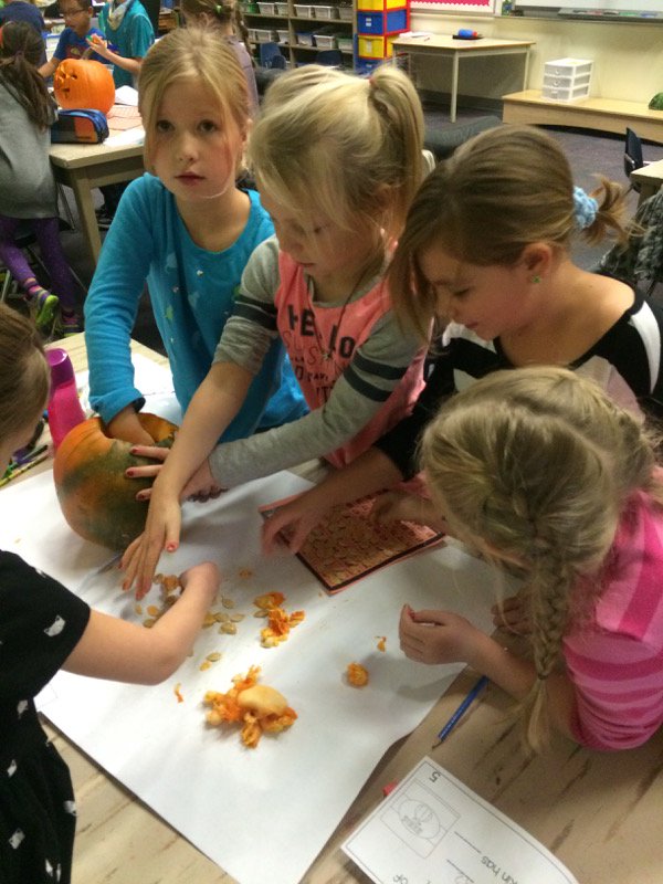 vanjogh's tweet photo. 2QV having some fun with Pumpkin Investigations. Practising estimating and counting the seeds.  ELE#7 @IREC1 https://t.co/nZ617RKlmj